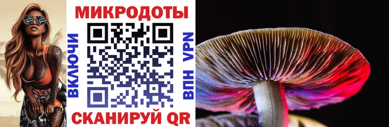 Купить Заполярный Псилоцибиновые грибы Psilocybe